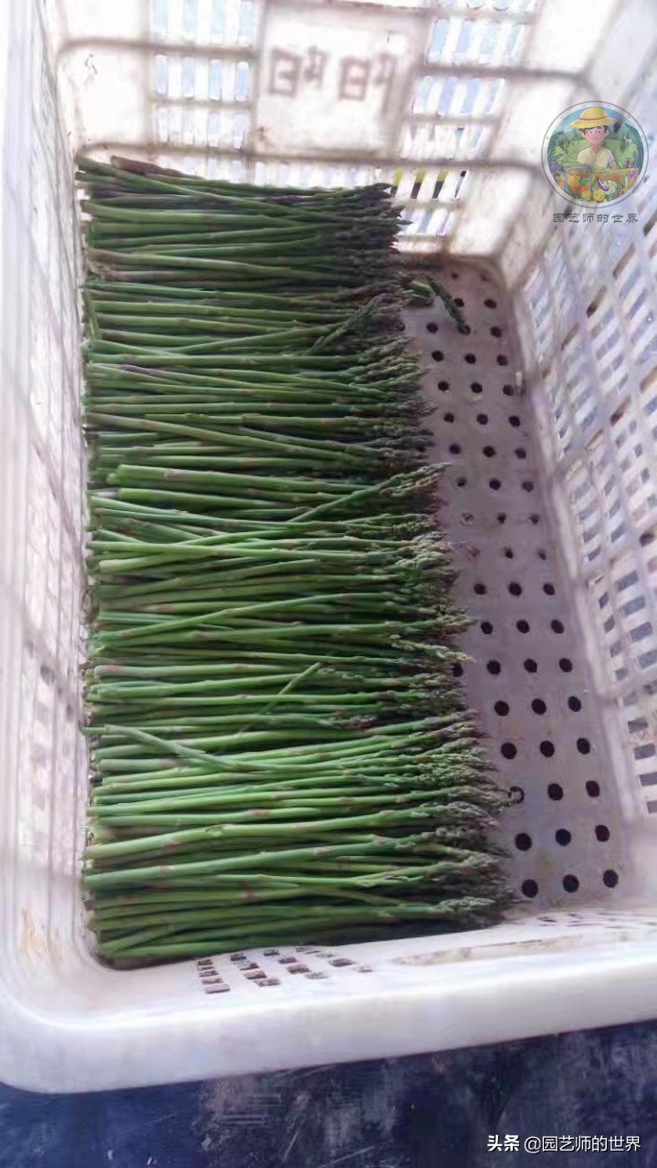 可食用景观植物案例：芦笋价值开发与育苗种植技术