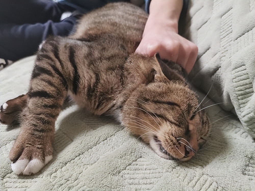 猫咪突然攻击人怎么处理,怎么训练猫咪不咬人不抓人