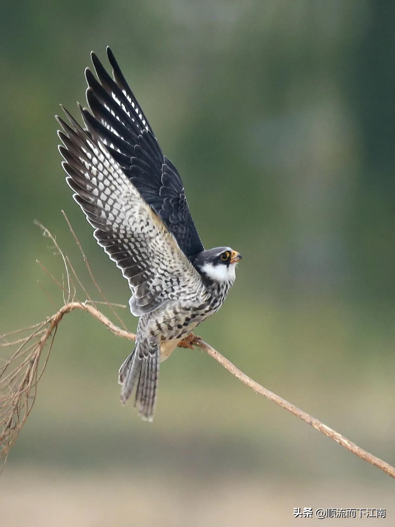 红脚隼叫声,红脚隼