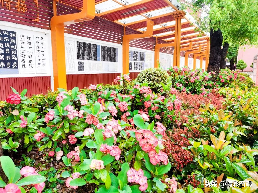 东莞石碣四海学校排名,东莞石碣四海学校学费价格表