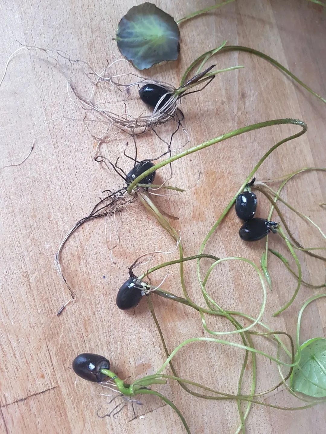 新手种碗莲施什么肥,详解碗莲种植养护的方法完全篇