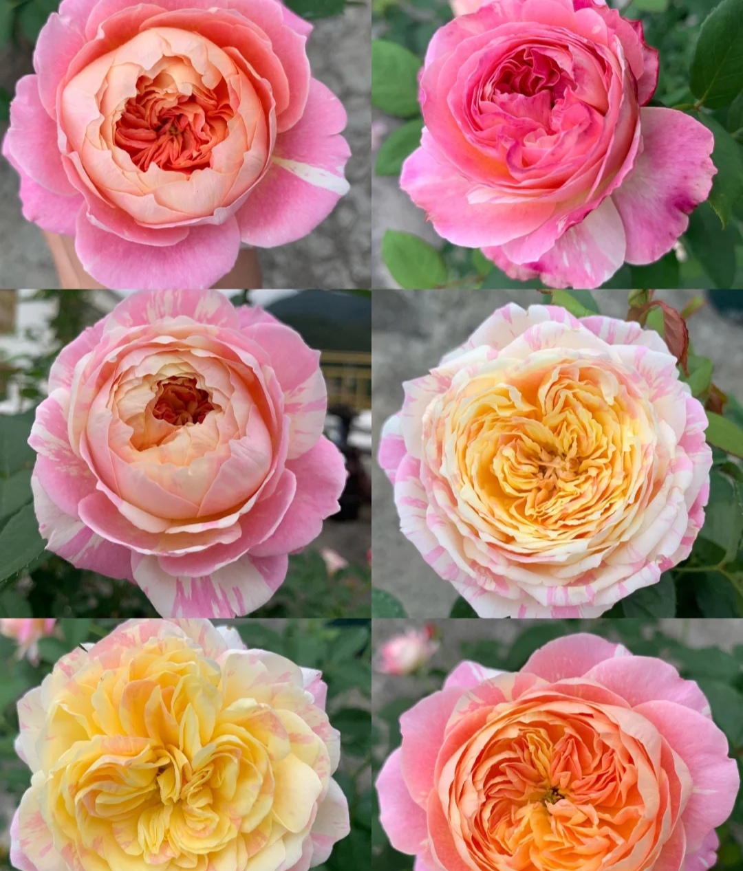 月季花有哪些品种是最好的,月季花有两万多个品种视频