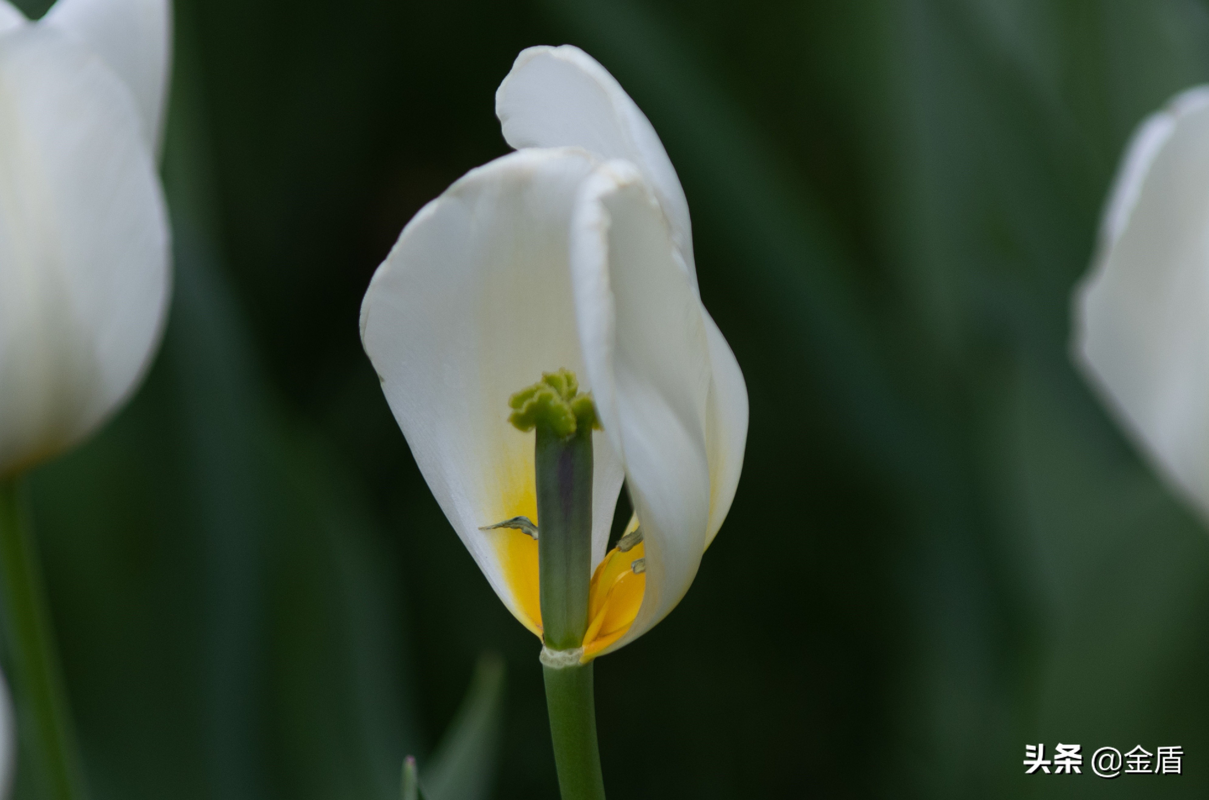 荷兰国花郁金香介绍1500字,荷兰国花是郁金香的原因