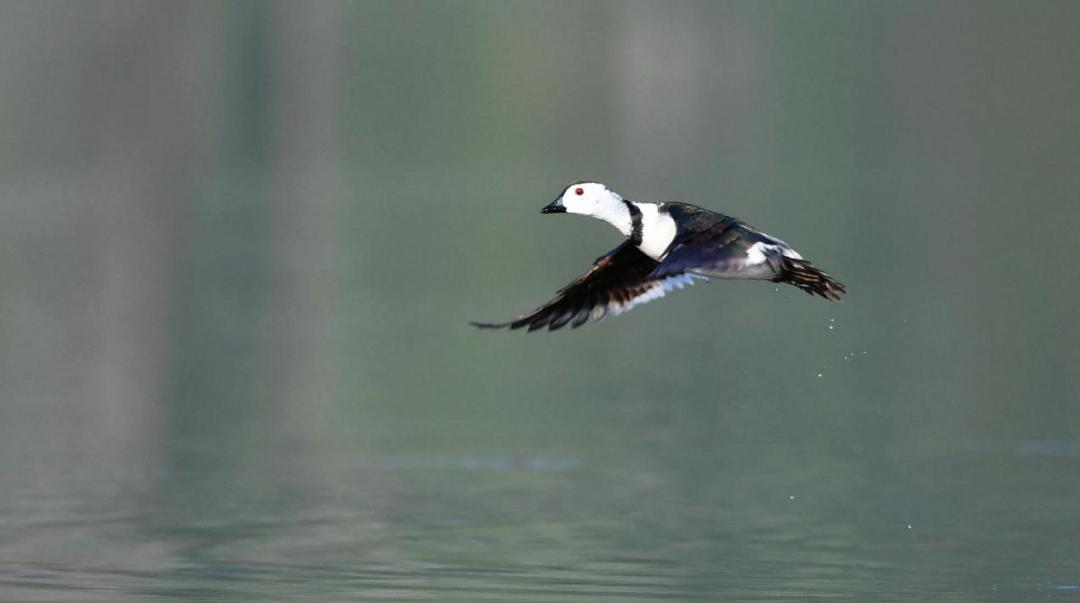 邛海鸟类保护动物名录,邛海动植物有哪些