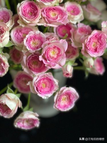 铃兰花的养殖方法视频教程,铃兰花该怎么养好看图片