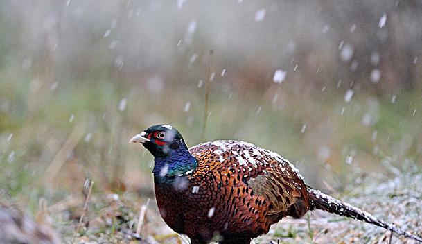 养鸡户注意啦！（4种情况）可用转移因子，效果超给力