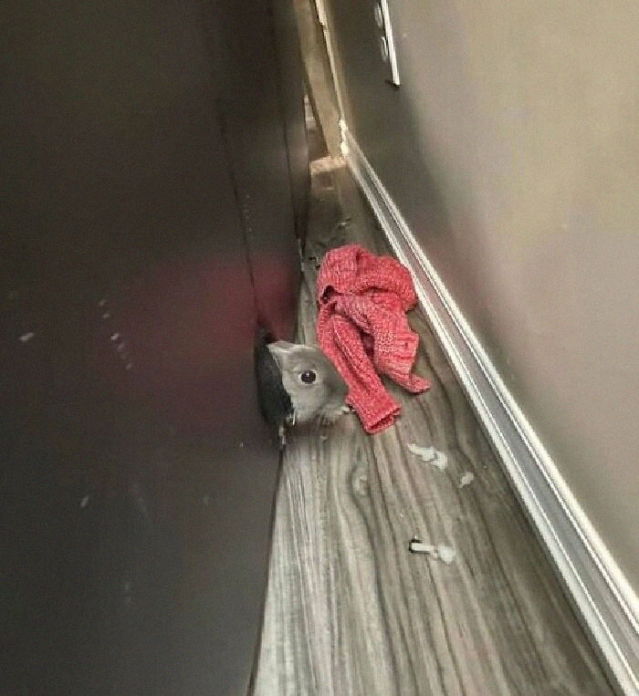 兔兔超可爱的真人照片,兔兔超可爱露脸照片