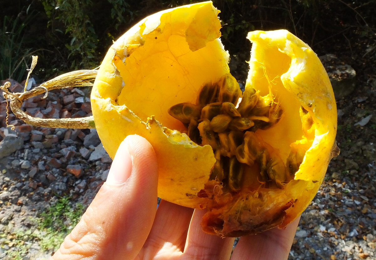 心脑血管堵塞中医辨证论治,心血管斑块痰瘀互阻吃啥中药