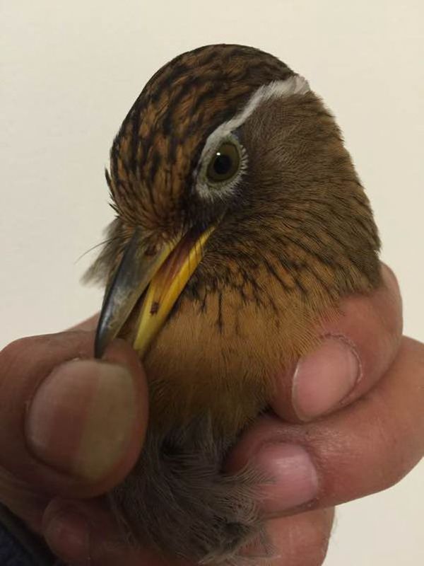 下山画眉鸟如何饲养,新手怎么养野生画眉