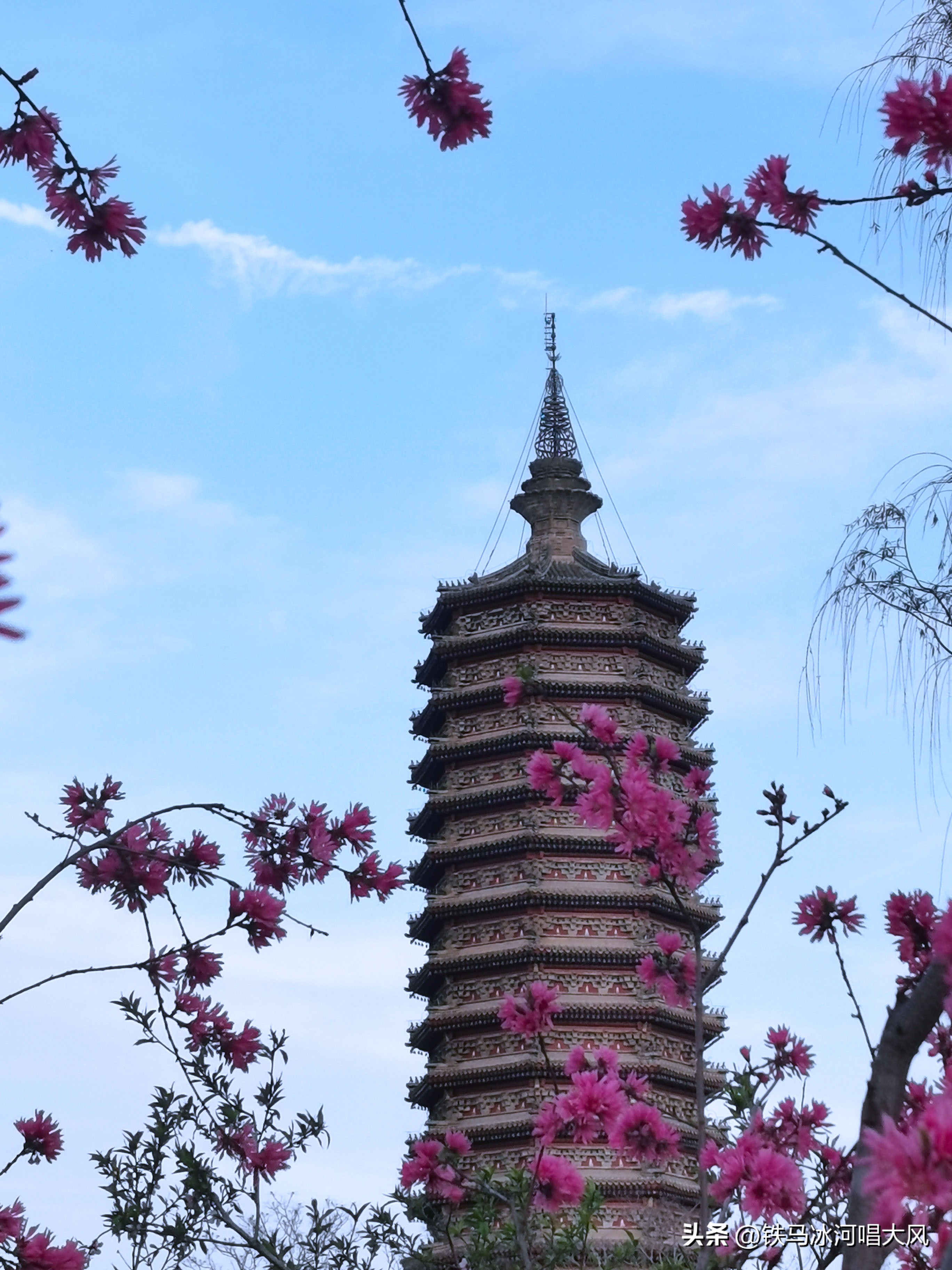 北京花讯：春天摄影的要素通州西海子公园全且免费，不来再等一年