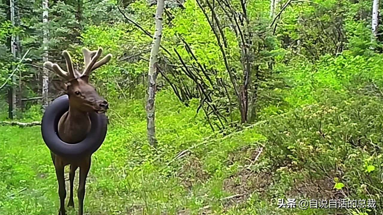 超级血液代表着什么,超级血液是啥