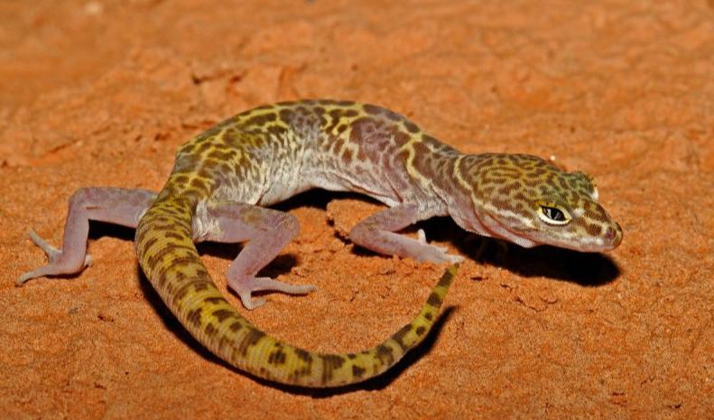 奇特的动物壁虎,壁虎奇妙的本领