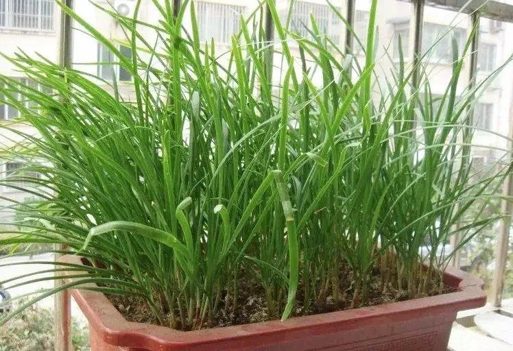 塑料瓶种花种菜的方法,塑料瓶种菜最佳种植方法