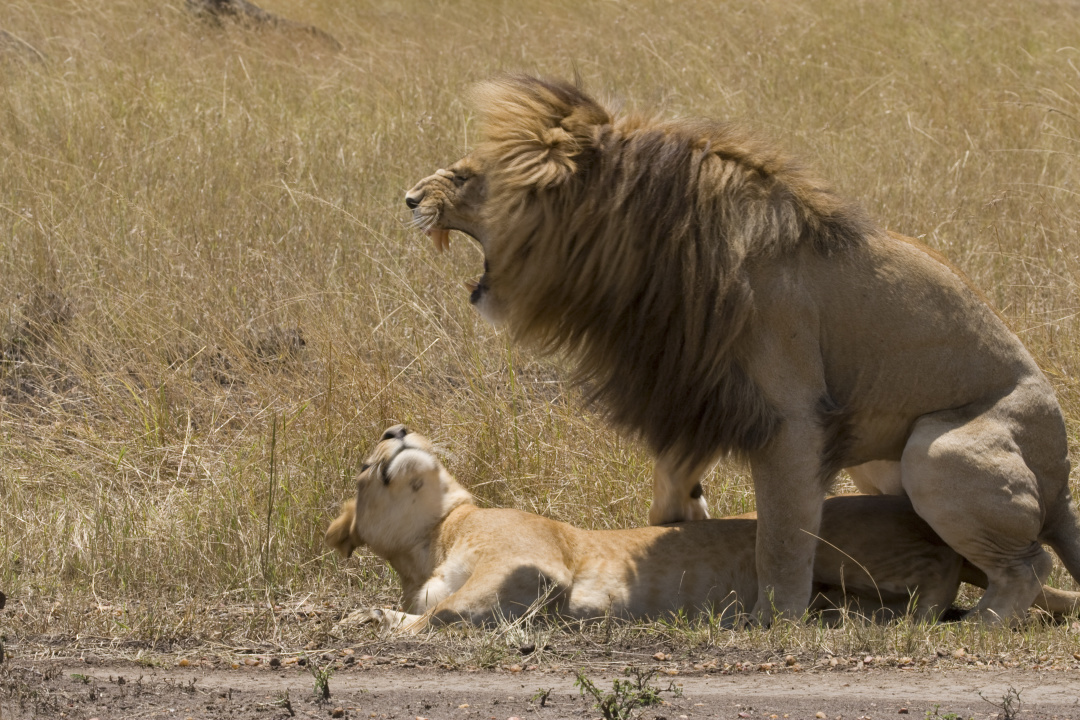 今天我们聊聊英语,今天我们来聊聊爱情的本质是什么
