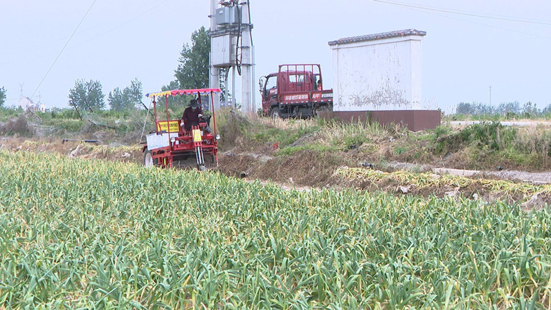 江苏徐州：你听，金“蒜”盘拨响乡村振兴协奏曲
