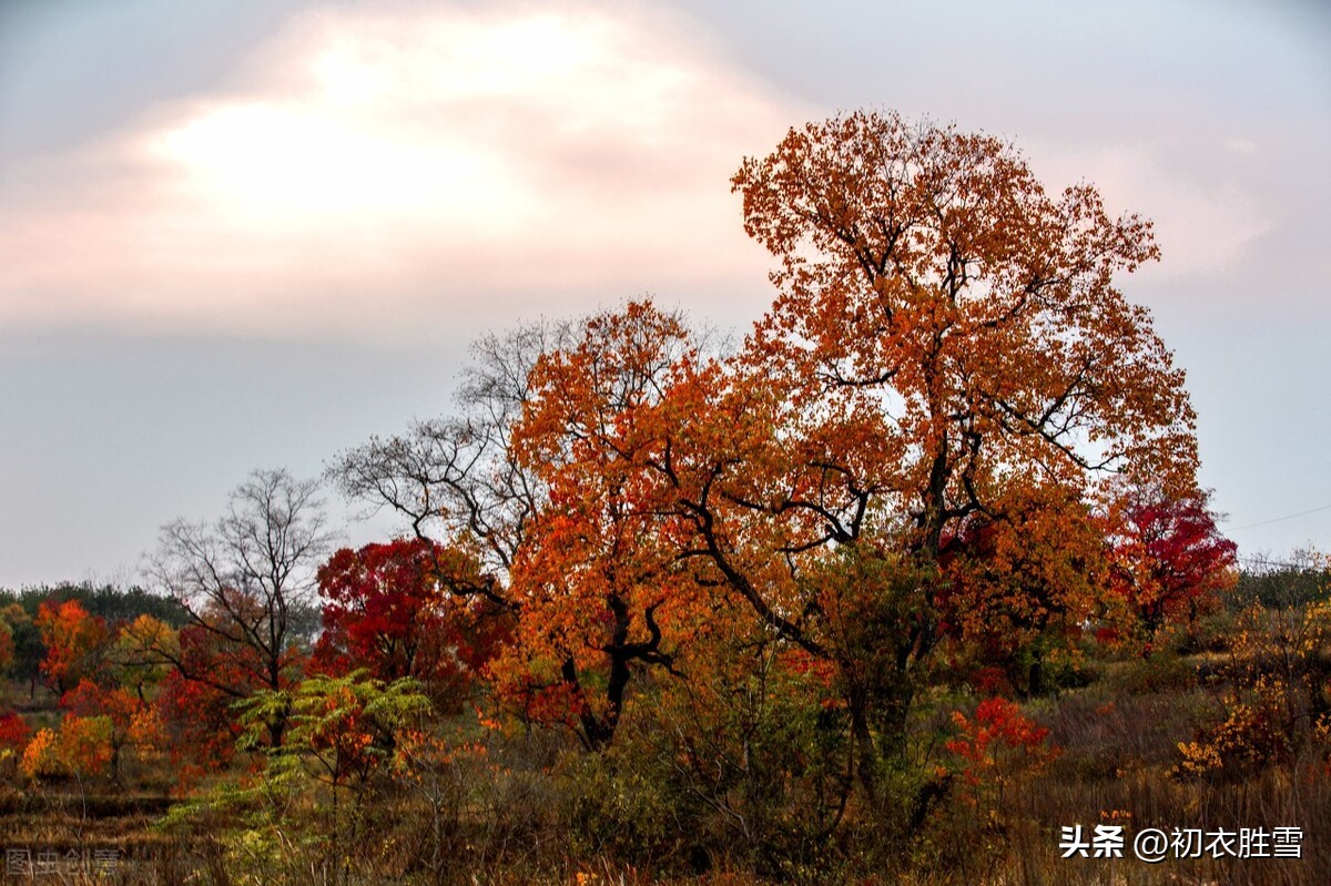 秋天乌桕诗句,秋天乌桕的诗句