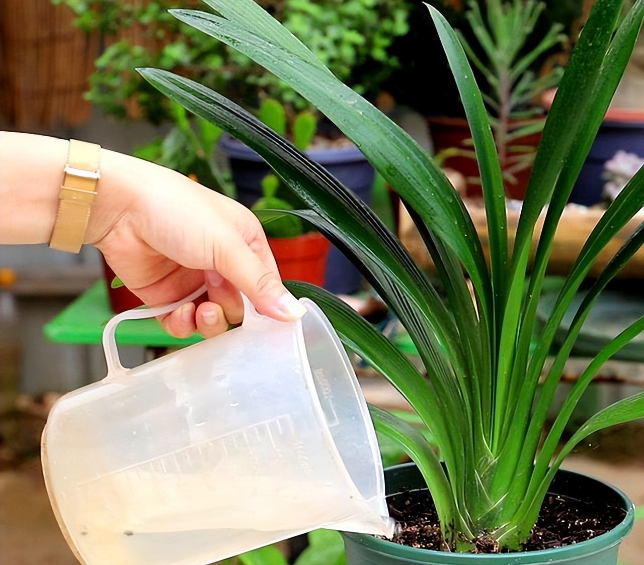 君子兰夏天怎么养才能更旺盛一些,君子兰夏季怎么养才能更旺盛