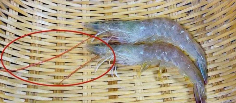 清水虾怎么煮要不要放调料,技巧在煮虾时一定要温水下锅