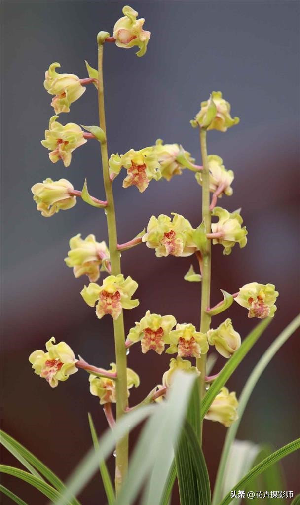 一个老师傅养了一盆兰花,最近很火的奇特兰花