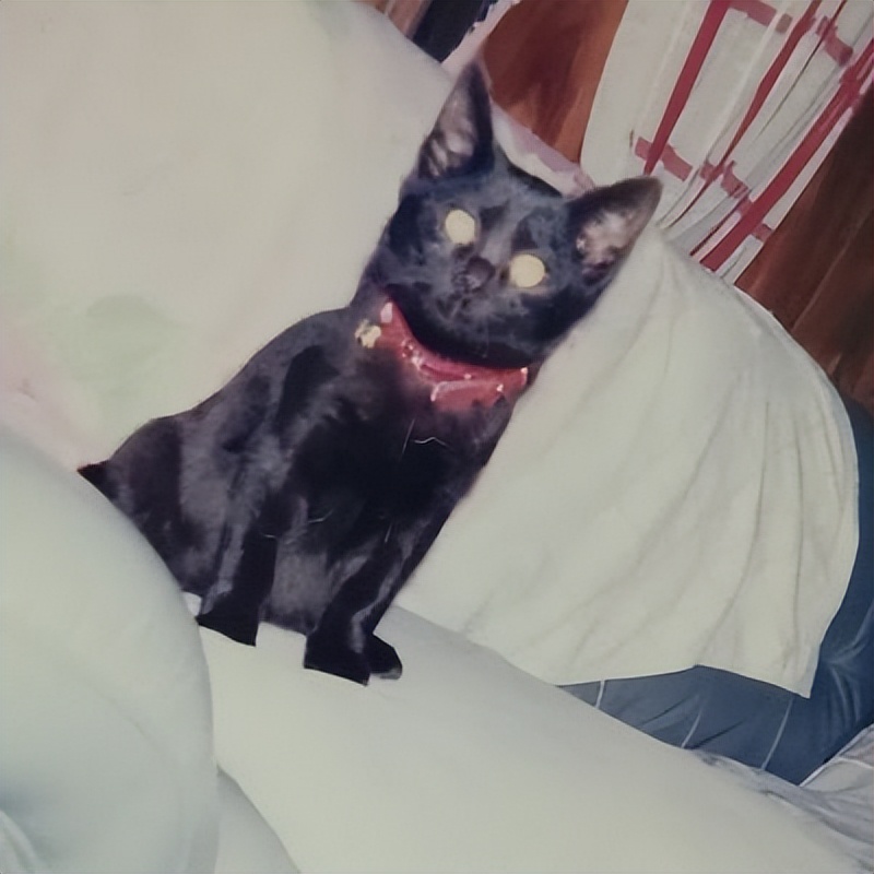 最长寿猫咪死亡,世界上最长寿的猫咪去世