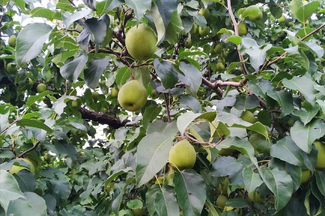 给梨抹药只图早上市，河北梨严格禁止“抹药早采”，发生了什么？