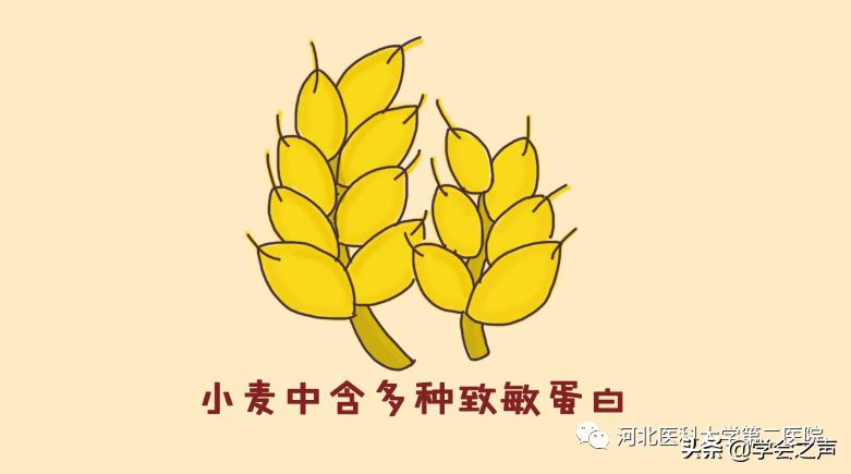 小麦运动性过敏,小麦也会引起过敏吗