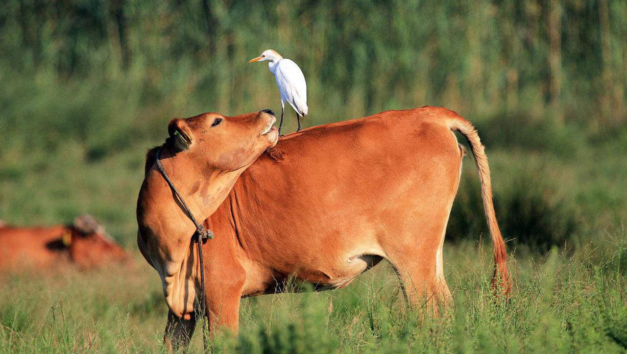 牛的肠胃不好的病状,牛的肠胃病用什么药调理