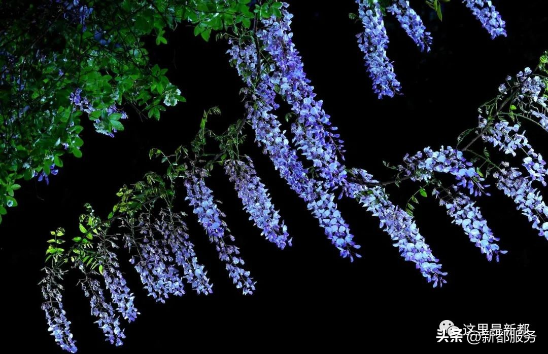 芳华微马公园好耍不,芳华微马公园有什么玩的