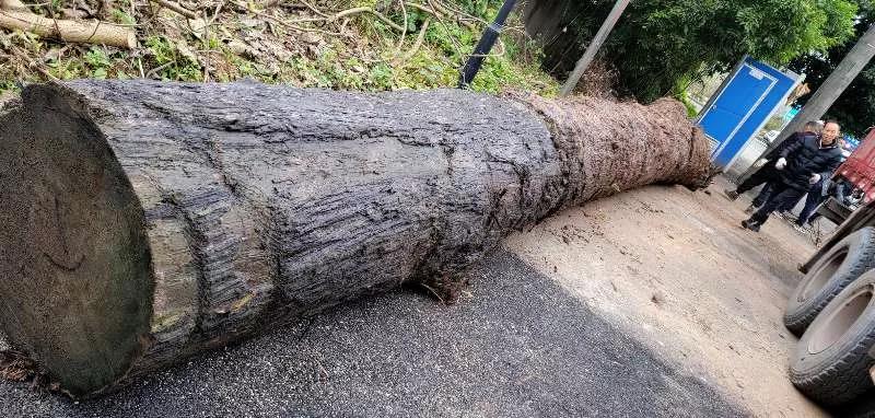 南充阆中挖乌木,南充挖乌木