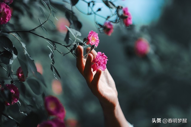 蔷薇花抒情散文,蔷薇花开抒情歌曲