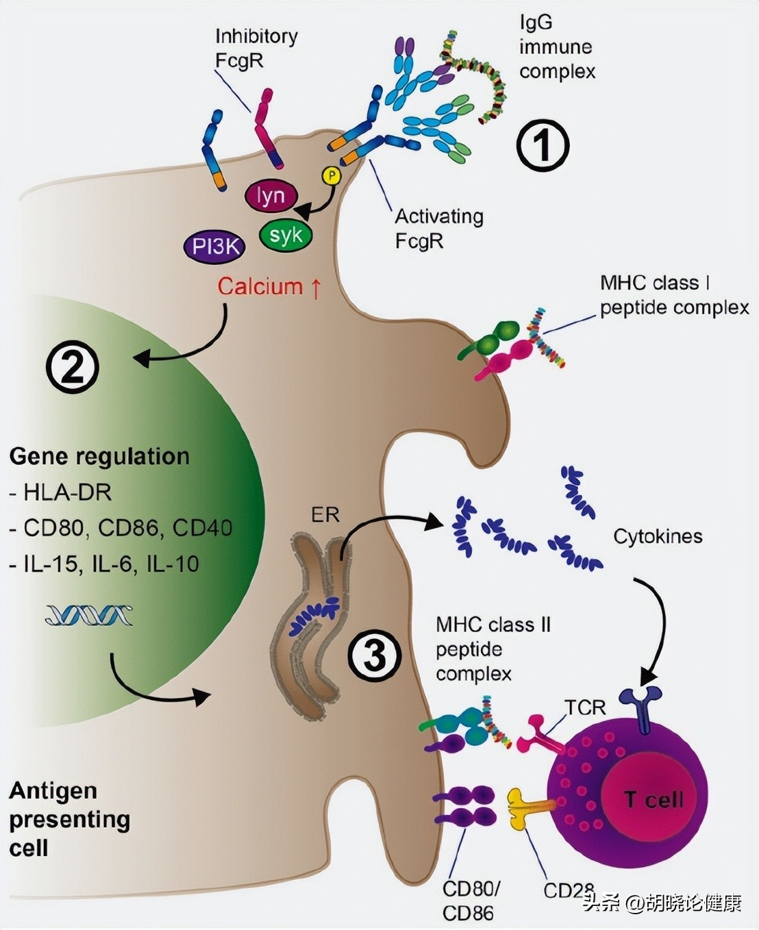 狼疮肾炎补体c4低是狼疮复发吗,狼疮性肾炎诊断的特异性抗体指标