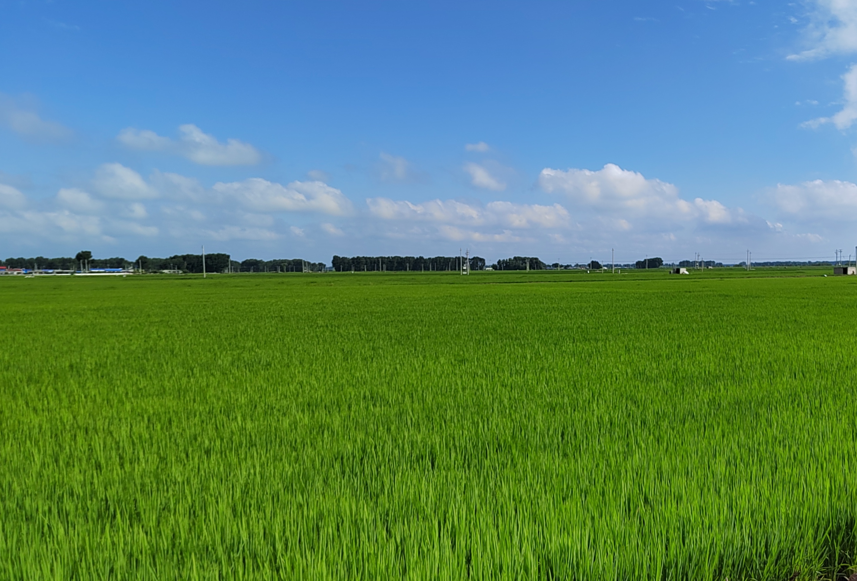 洮北区乡村振兴规划,洮南市创新创业基地项目