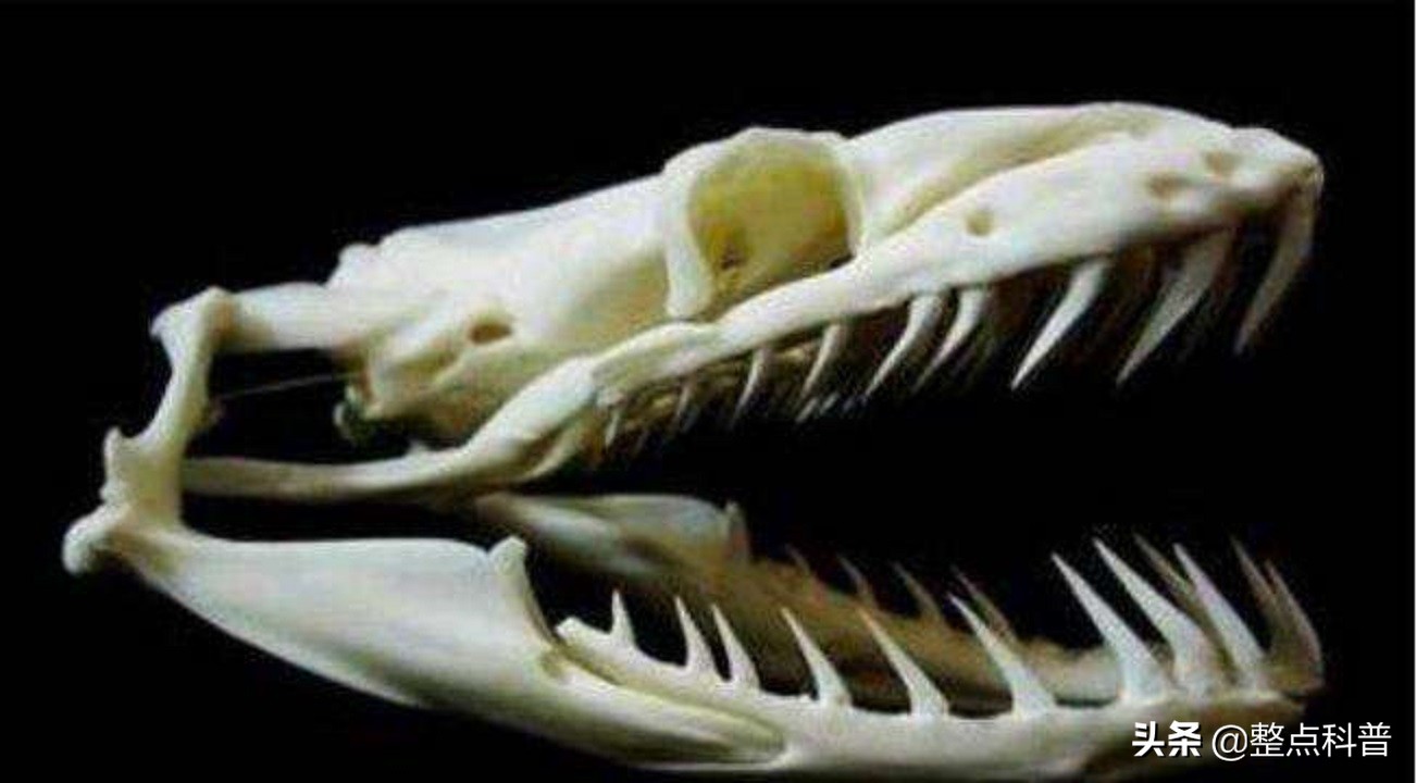 秦岭隧道挖出两条巨蟒是真的吗,世界上最大的蛇是不是在秦岭