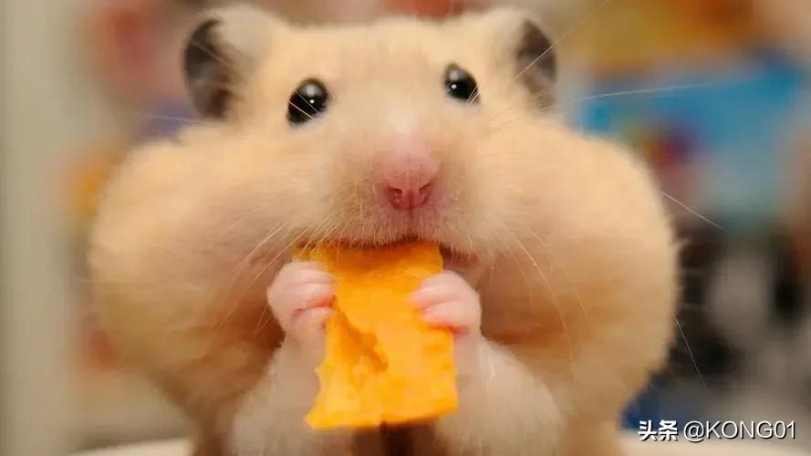 新手养仓鼠仓鼠生宝宝了该怎么办,新手怎样养仓鼠