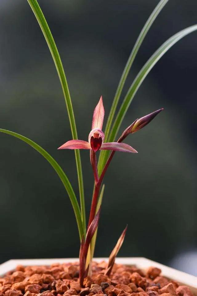 兰花品种大全四川,兰花品种鉴别方法