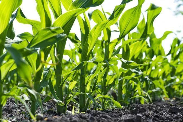 成都移植玉米苗全过程,成都玉米移栽原视频