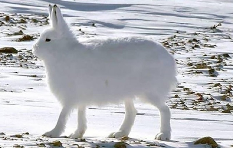 印度男子骑自行车去瑞典,印度男子跨越亚洲找爱情