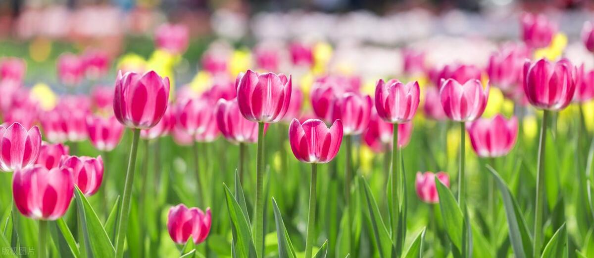 三百年传承—荷兰风车与郁金香盛宴