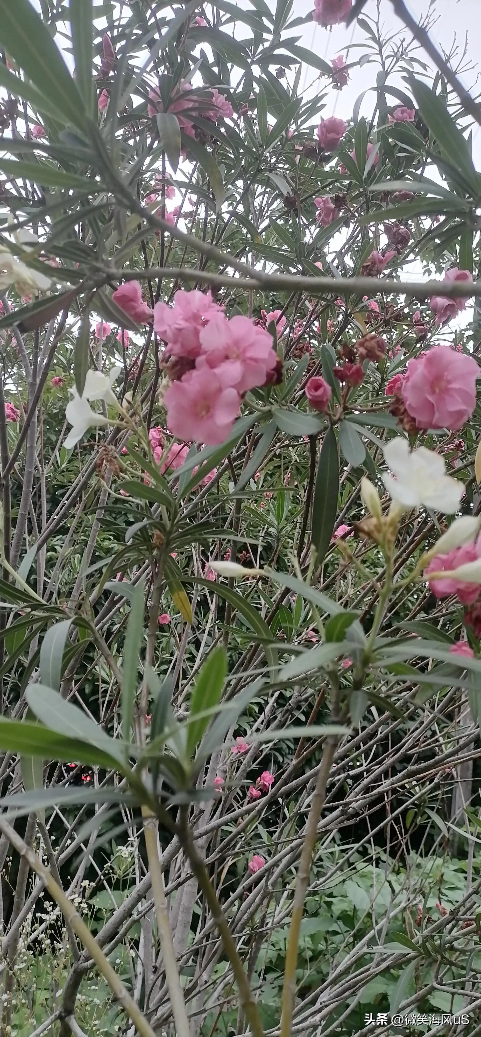 夹竹桃作品图片大全,夹竹桃花小说