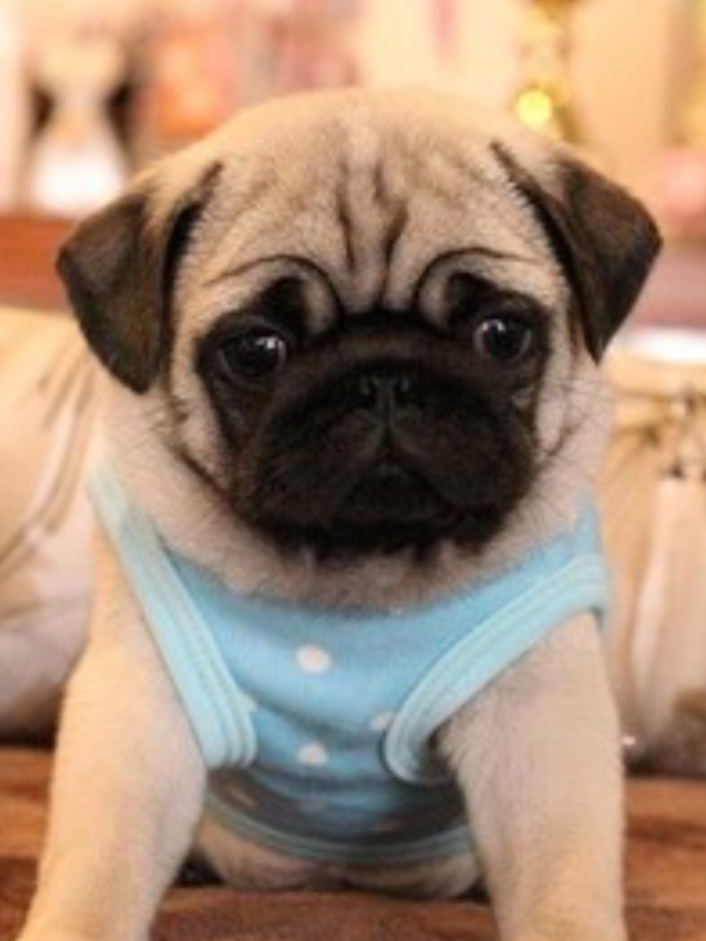 巴哥犬呕吐是怎么回事,巴哥犬呕吐怎么办