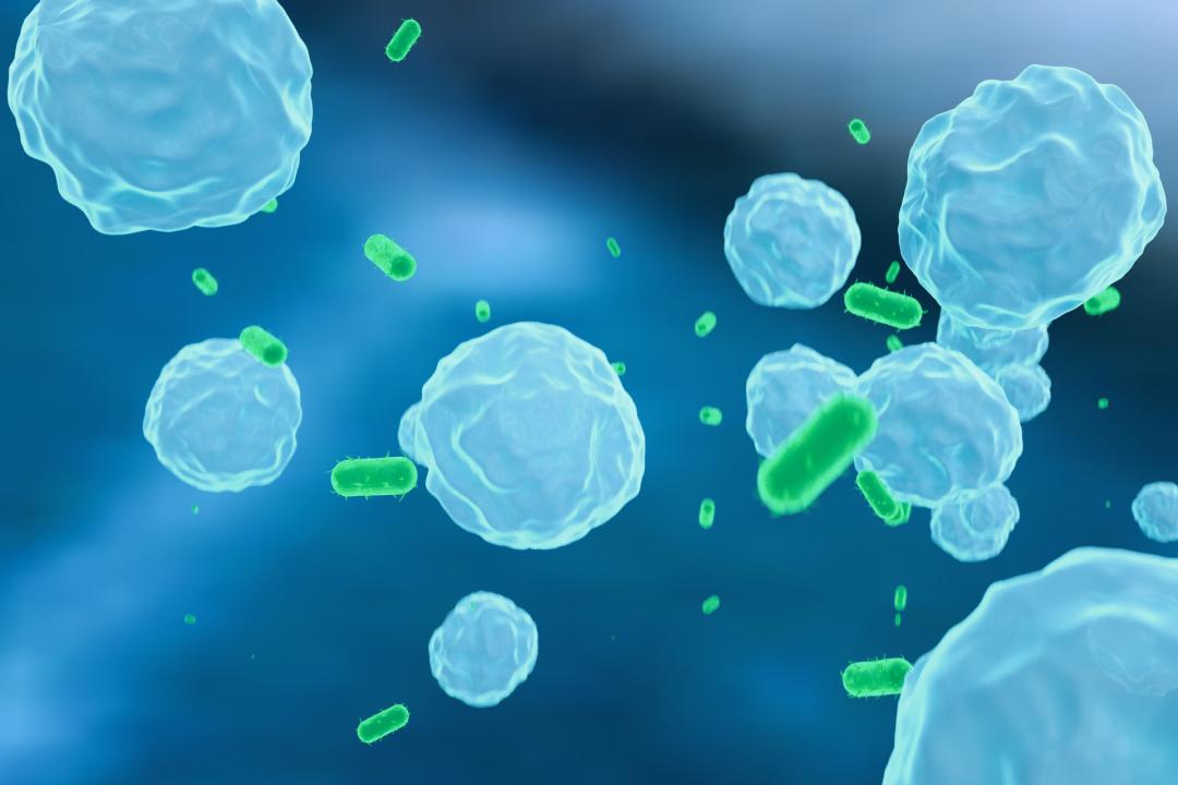 化疗后怎样快速提升红细胞白细胞,化疗后血小板红细胞要达到多少