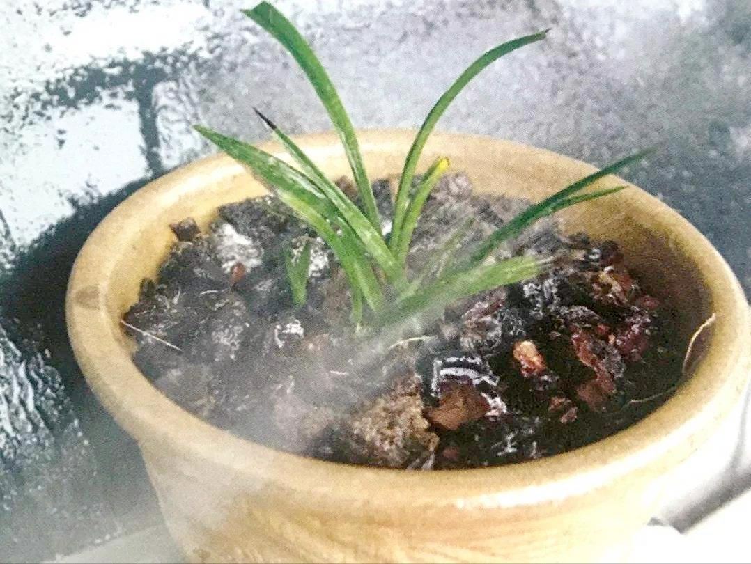 盆土里有蚂蚁怎么彻底清除,盆里有蚂蚁怎么消灭