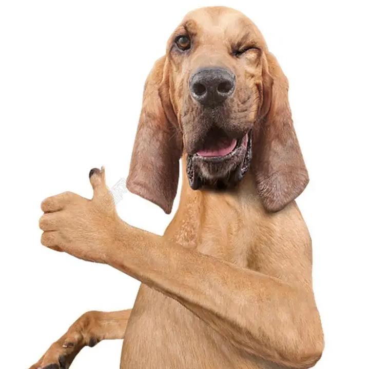 宠主必看！简单几步看懂宠物保健品成分表，避免踩坑