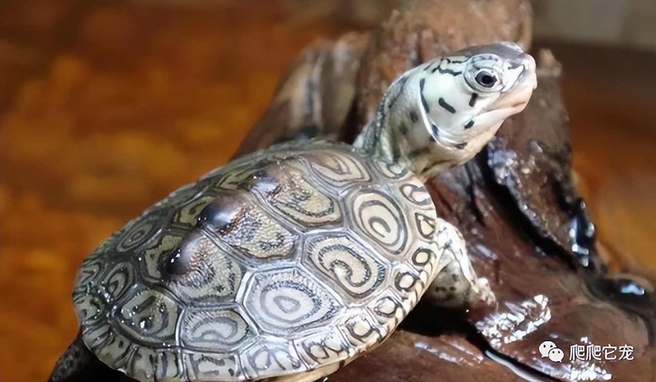 养一只水龟互动之王——钻纹龟,饲养体验非常棒