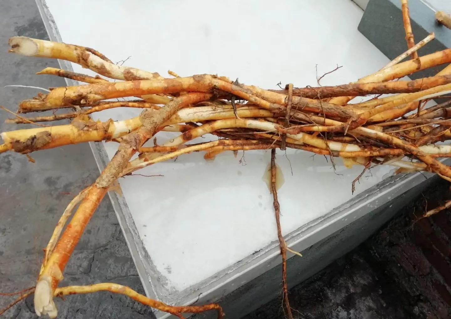 植物多样性的认识,怎么快速认识植物