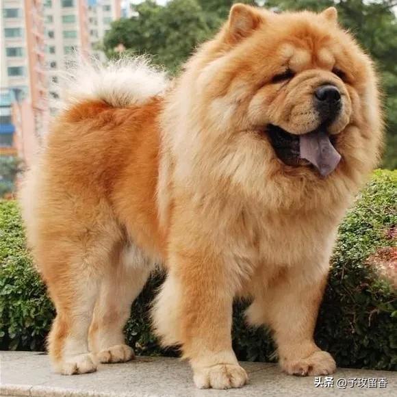 宠物狗应该怎么养详细介绍科普,宠物狗喂养及训练方法有哪些