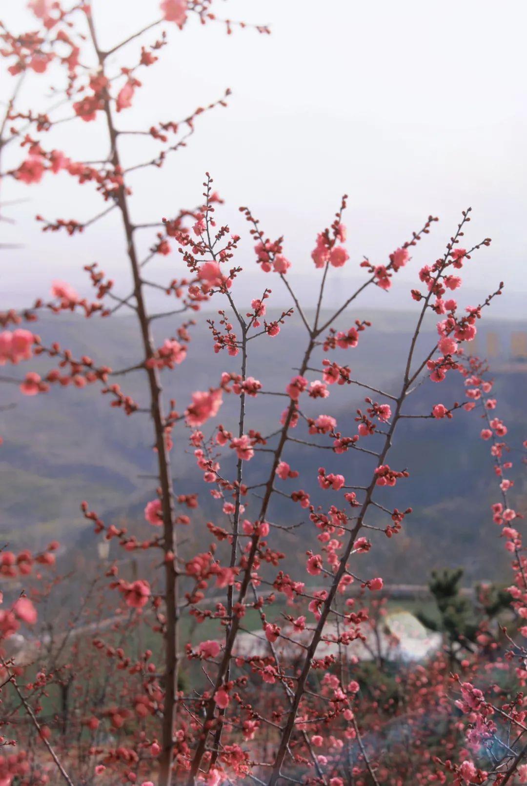 白鹿原影视城打卡攻略,西安白鹿原影视城打卡