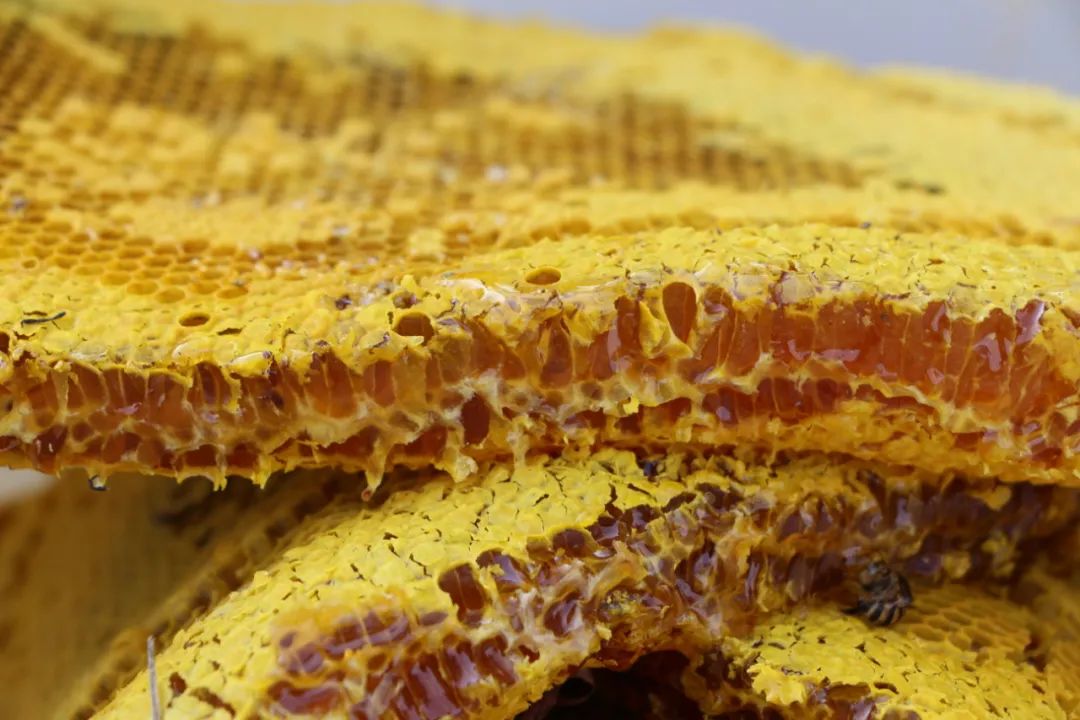 【悦读】大山里的“懒庄稼”生活中的“甜蜜蜜”