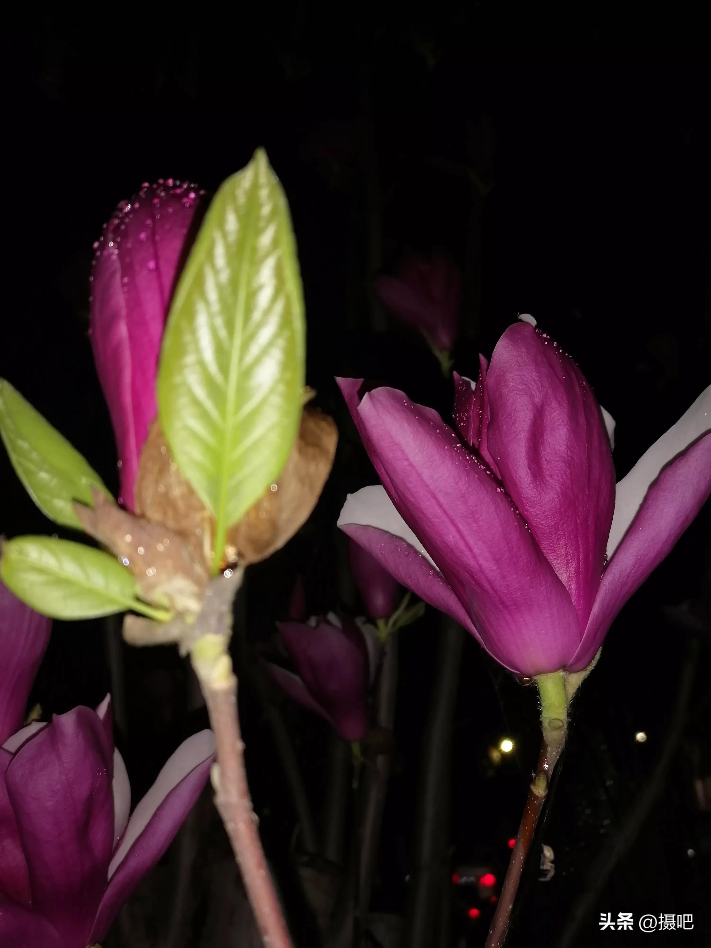 雨夜玫瑰背景图,玫红色唯美图片