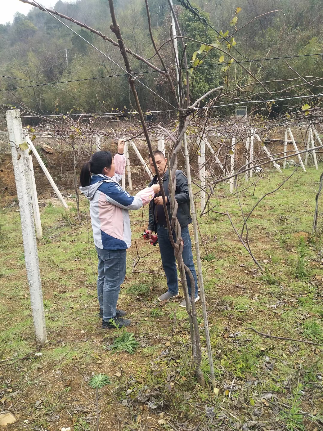 贺州市平桂区高素质农民培训先进事迹（种植一班·李春和）